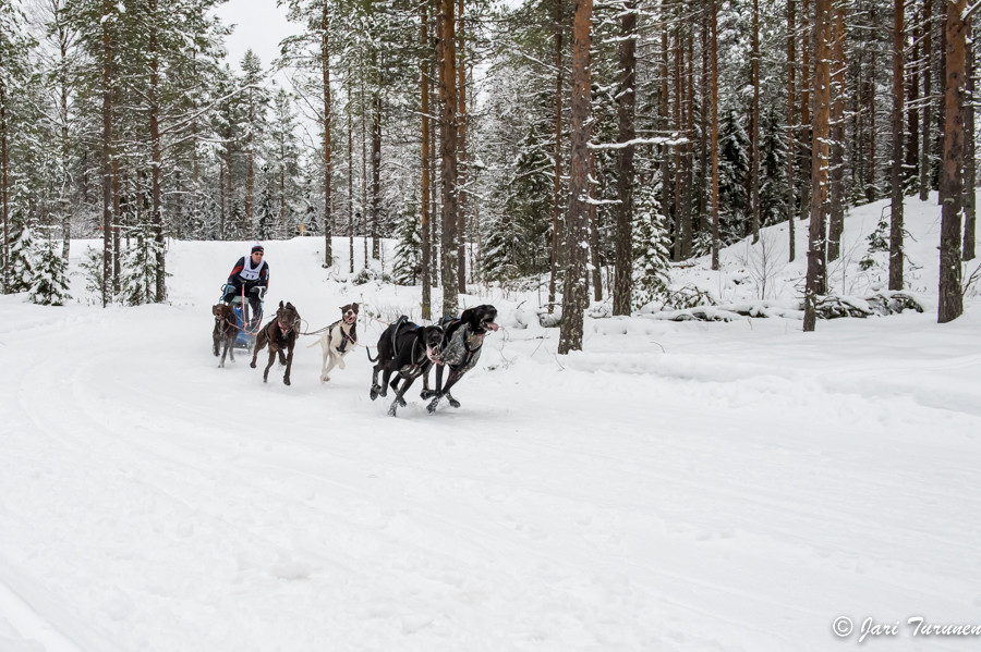 16.02.2014-(Koiravaljakko SM)