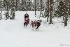 16.02.2014-(Koiravaljakko SM) kuva: 10