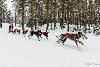 16.02.2014-(Koiravaljakko SM) kuva: 11