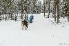 16.02.2014-(Koiravaljakko SM) kuva: 15