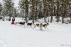 16.02.2014-(Koiravaljakko SM) kuva: 17
