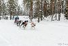 16.02.2014-(Koiravaljakko SM) kuva: 18