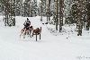 16.02.2014-(Koiravaljakko SM) kuva: 1