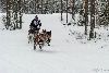 16.02.2014-(Koiravaljakko SM) kuva: 21