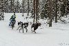 16.02.2014-(Koiravaljakko SM) kuva: 22