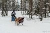 16.02.2014-(Koiravaljakko SM) kuva: 23