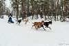 16.02.2014-(Koiravaljakko SM) kuva: 24