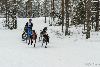 16.02.2014-(Koiravaljakko SM) kuva: 25