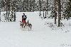 16.02.2014-(Koiravaljakko SM) kuva: 28