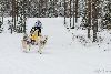 16.02.2014-(Koiravaljakko SM) kuva: 31