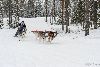 16.02.2014-(Koiravaljakko SM) kuva: 34
