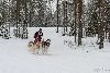 16.02.2014-(Koiravaljakko SM) kuva: 36