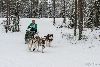16.02.2014-(Koiravaljakko SM) kuva: 41