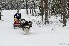 16.02.2014-(Koiravaljakko SM) kuva: 45