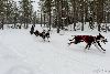 16.02.2014-(Koiravaljakko SM) kuva: 52