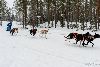 16.02.2014-(Koiravaljakko SM) kuva: 54