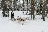 16.02.2014-(Koiravaljakko SM) kuva: 7