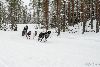 16.02.2014-(Koiravaljakko SM) kuva: 109
