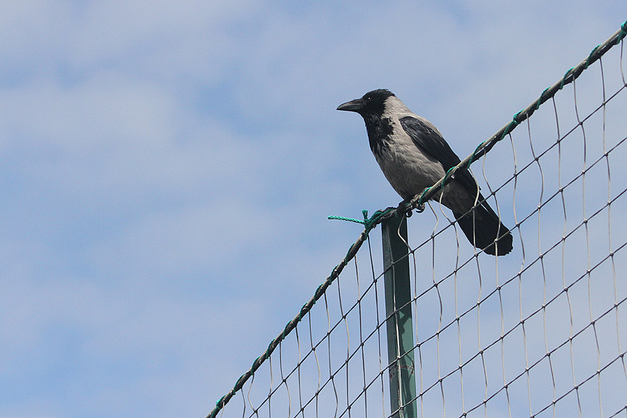 13.5.2017 - (Nice Futis-PKKU)